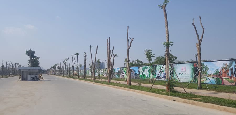 Roadside with new planted trees