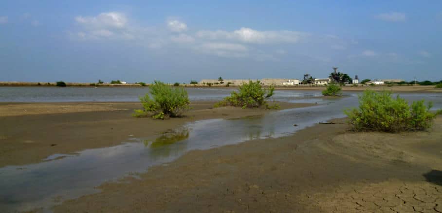 Coastal mudflat in Chennai