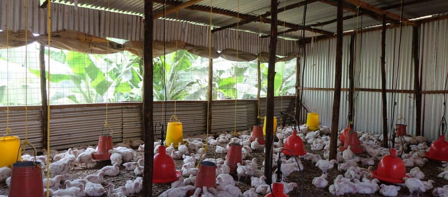 Urbanisation and agriculture are not mutually exclusive, as can be seen with this peri-urban chicken farm in Nyeri, Kenya