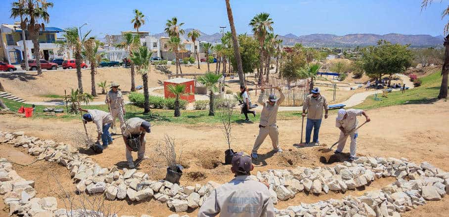 People are planting palm trees.